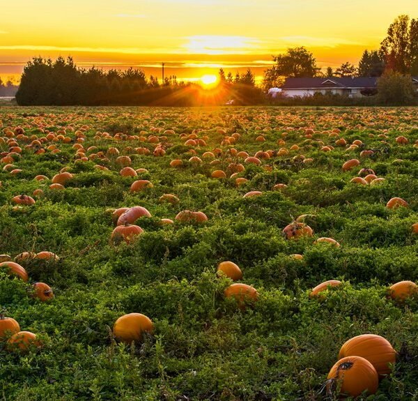 competitive market analysis overview